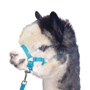 Eureka - Martins Alpaca Headstall & Lead Set