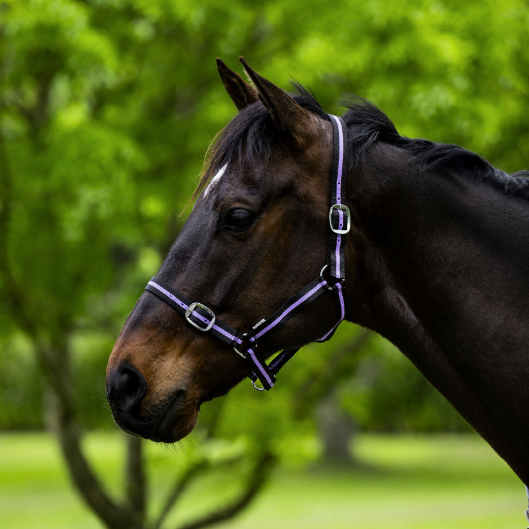 Eureka Essential Halter