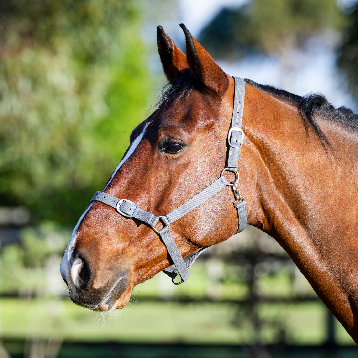 Goodwoods Essential Halter