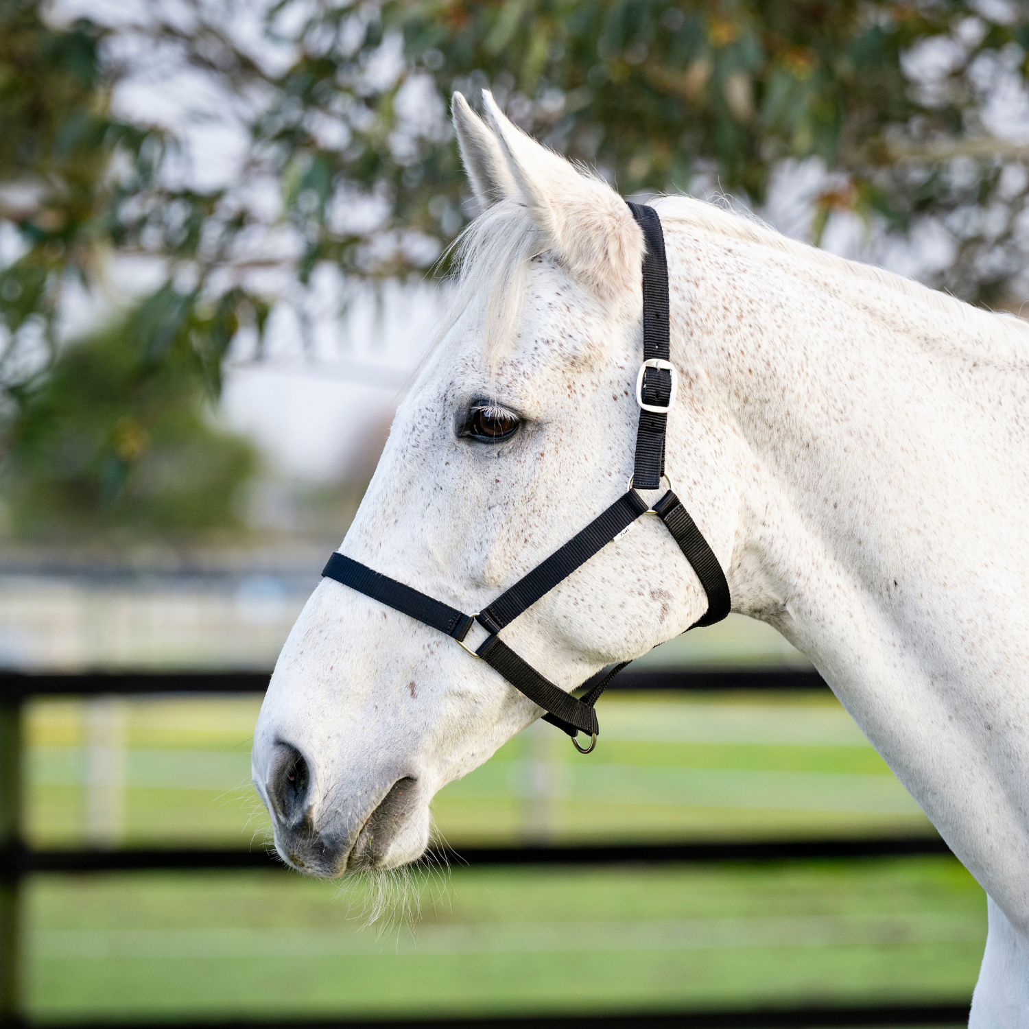 Goodwoods Economy Halter