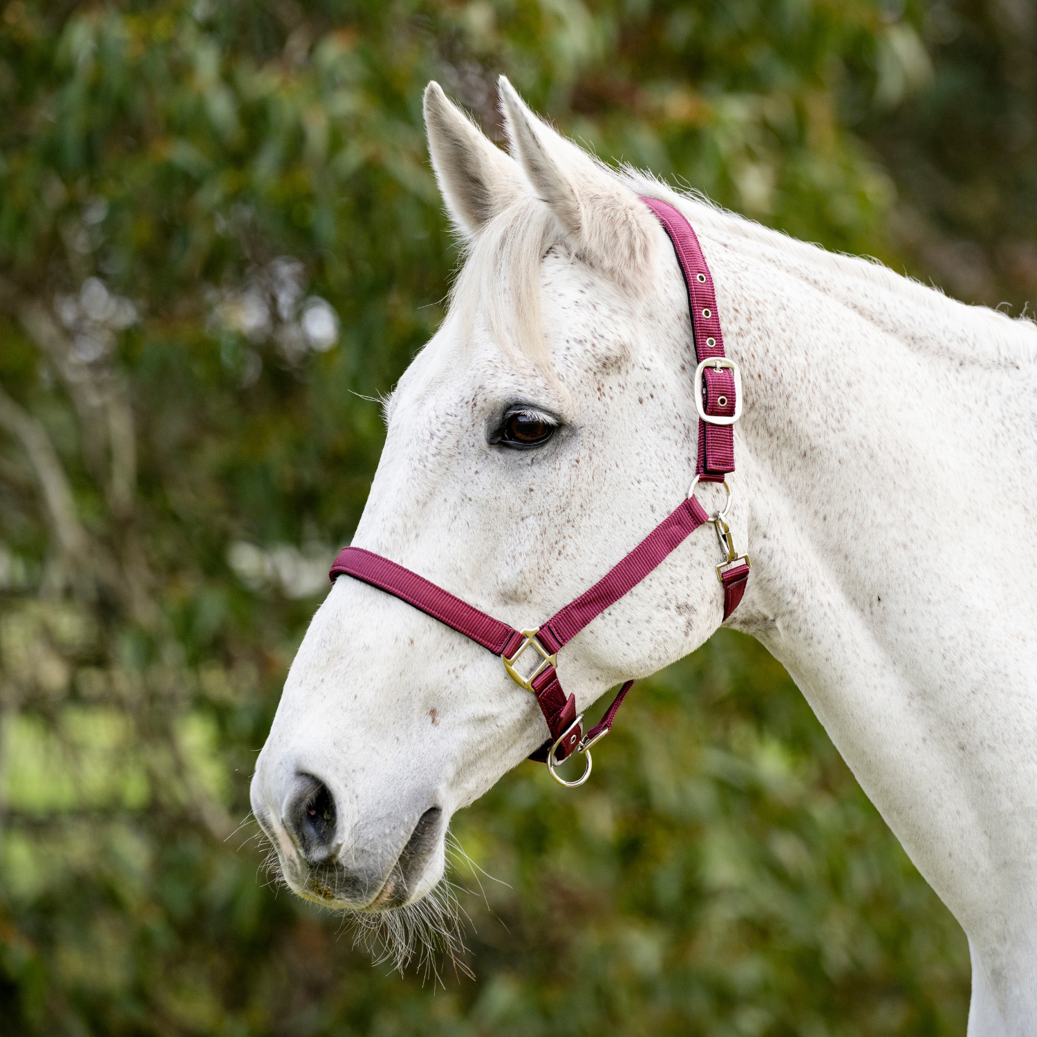 Goodwoods Deluxe Halter